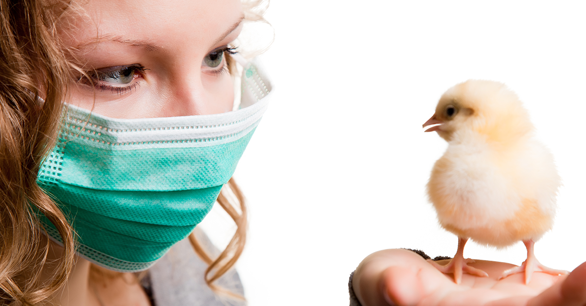 ไข้หวัดนก,ไข้หวัดใหญ่สัตว์ปีก,H5N1