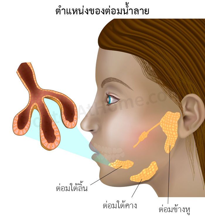 ตำแหน่งของต่อมน้ำลาย