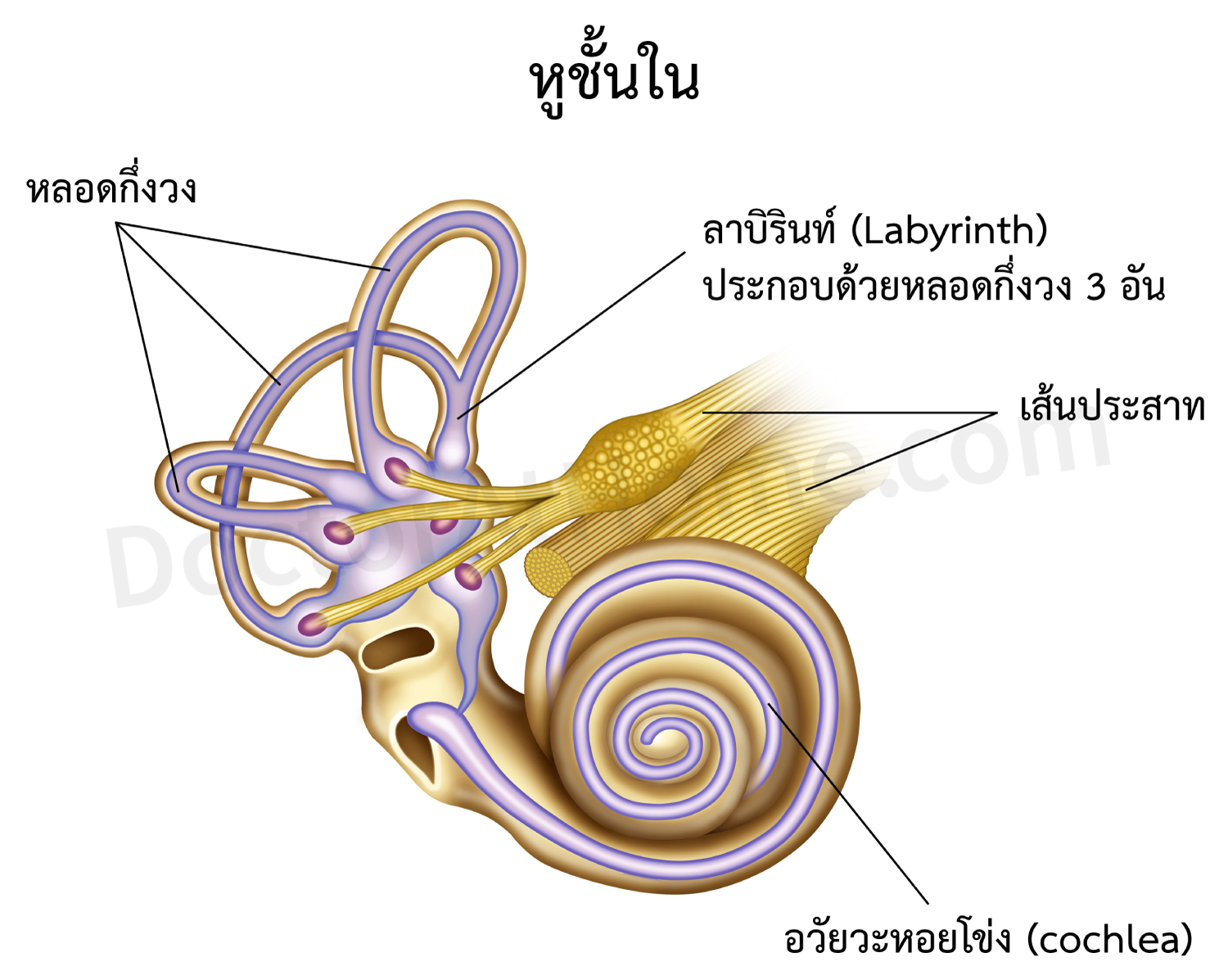 หูชั้นในอักเสบเฉียบพลัน เส้นประสาทการทรงตัวอักเสบ